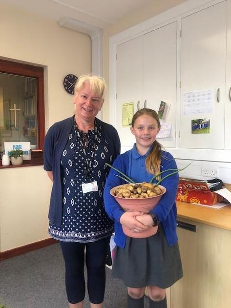 New potatoes anyone from our school garden?